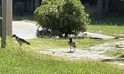 Kargalar parkı mesken tuttu