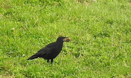 Kargaların unutkanlığı doğaya yaradı