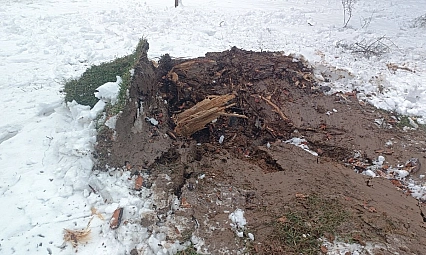 Ağaçlar karın ağırlığına dayanamadı