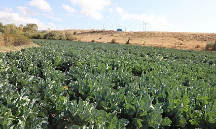 Karnabahar hasadı başladı