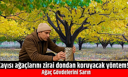 Kayısı ağaçlarını zirai dondan koruyacak yöntem! Ağaç Gövdelerini Sarın