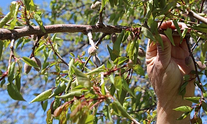 Kayısı bahçelerinde yeni dönem: Parsel parsel uygulanacak!