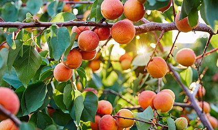 Kayısı Üreticilerine Kritik Uyarı: Bunları Mutlaka Yapın!