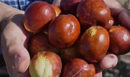 Kayısıdan daha çok gelir getirdi: Çin'den getirip, Malatya'da ekti! 10 gün boyunca çürümüyor.