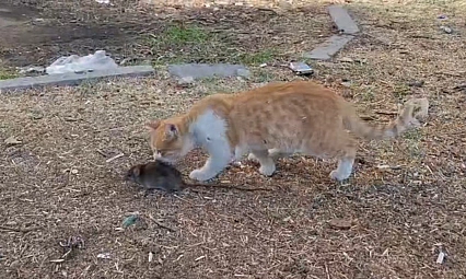 Kedi ile farenin dostluğu şaşırttı