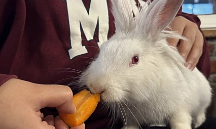 Kedinin ağzından kurtarılan tavşan kafenin maskotu oldu
