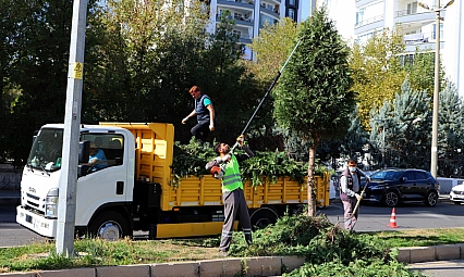 Kent genelinde ağaç budama çalışmaları başladı