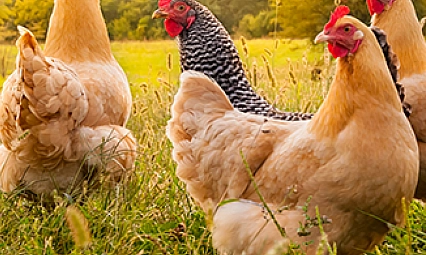 Kırmızı et alamayan vatandaş beyaz ete yöneldi: Üretim yüzde 6,9 arttı