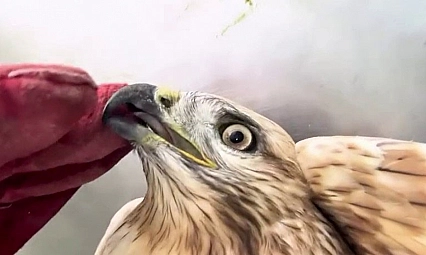 Kızıl şahin doğal yaşam alanına bırakıldı