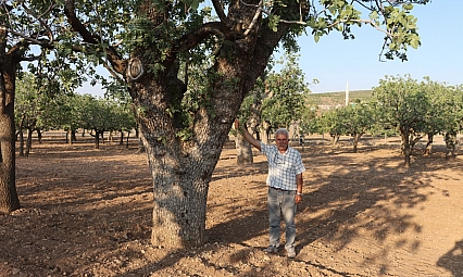 Kuraklığın vurduğu yüzlerce yıllık anıt fıstık ağaçları kuruma tehlikesi yaşıyor
