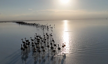 Kuraklık çanları çalıyor, Flamingolar artık gelmiyor