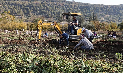 Kuraklık nedeniyle verimi yarı yarıya düştü! Son kez hasat yapıldı