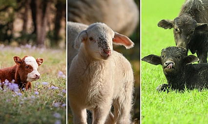 Liste askıya çıktı! Destekler İçin Son 2 Gün