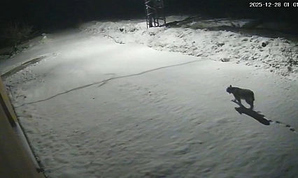 Malatya'da 'vaşak görüntülendi