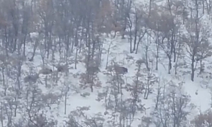 Malatya'da aç kalan domuz ve kurtlar, yerleşim yerlerine indi