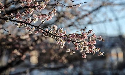 Malatya'da bahar havası etkili olacak: İlçelerde sıcaklıklar 9 dereceye kadar yükseliyor