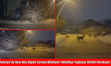 Malatya'da başı boş köpek sorunu bitmiyor! Belediye topluyor birileri bırakıyor…