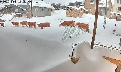 Büyükbaş hayvanların karla imtihanı