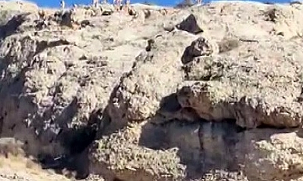 Malatya'da yaban keçisi sürüsü görüntülendi