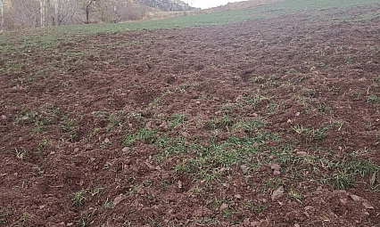 Malatya'da Domuzlar Çiftçilere Zor Anlar Yaşatıyor