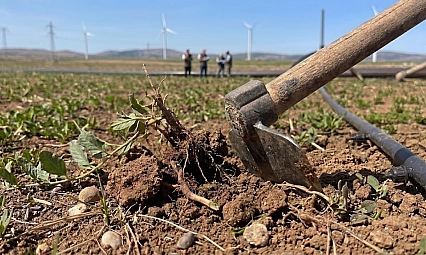 Malatya'da ekilmeyen araziler kiraya verilecek: İlçe ilçe askı listeleri açıklandı