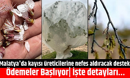 Malatya'da kayısı üreticilerine nefes aldıracak destek! Ödemeler Başlıyor| İşte detayları…