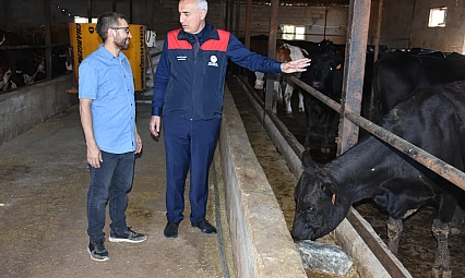 Malatya'da Kırmızı Et Üretimi İçin Dev Adım: Büyükbaş Hayvan Dağıtılacak