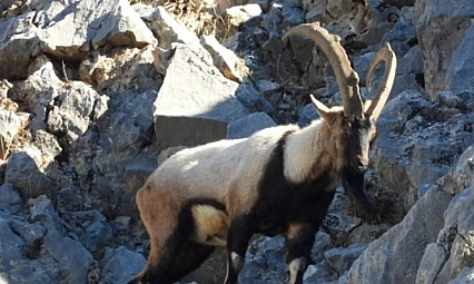 Malatya'da Dağ Keçileri Yer Çekimini Unuttu!