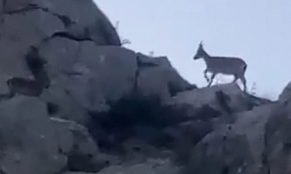 Malatya'da koruma altındaydı: Sürü halinde görüntülendi