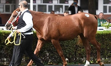 Malatya'da yetişti! Bursa'da görücüye çıktı… 14,3 Milyon TL kazandırdı