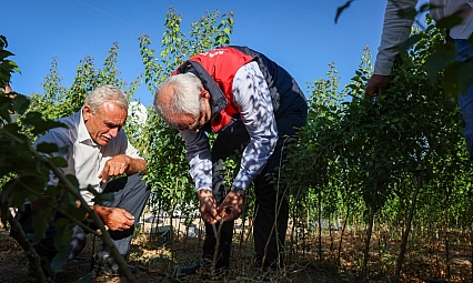 Malatya'da yılda 850 bin tane üretiliyor