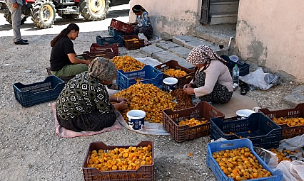 Malatya'daki kayısı üreticilerinden tepki: 'Kuru kayısı en az 400 TL olmalı'