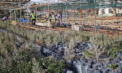 Malatya'dan Orta Asya'ya yeşil köprü |50 bin fidan Türkmenistan yolunda