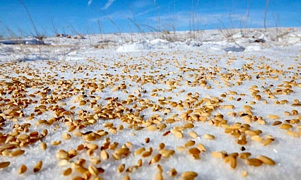 Malatya'da yaban hayvanları unutulmadı