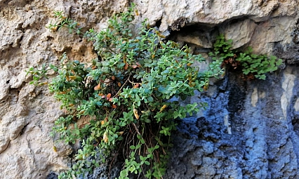 Malatya'nın Gizli Şifa Kaynağı: Endemik Bitki, Sarı Kantaronu Geride Bıraktı
