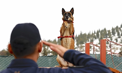 Malatya'nın kahraman köpeği Sima! Afetlerde görev başında