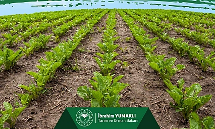 Malatyalı üreticilere müjde! 2. Avans ödemeleri hesaplarda