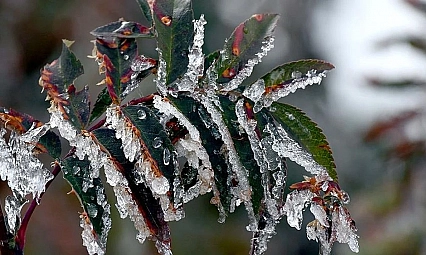 Malatyalılar dikkat: Don ve buzlanmaya dikkat!