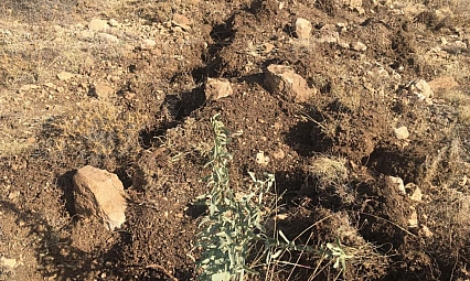 Meralar binlerce tuz çalısı ile yeşerecek