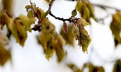 Meteoroloji uyardı: Malatya'da don kapıda! Peki yağış var mı?