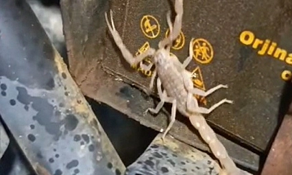 Malatya'da motosikletin motorundan akrep çıktı