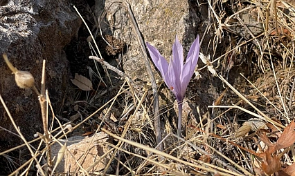 Ölbe Vadisi'nde çiğdem şöleni
