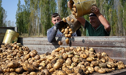 Patates hasadı yüz güldürdü
