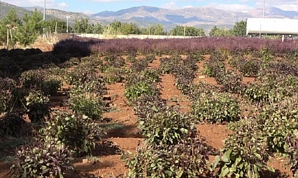 Reyhan çiçeği arılara can verdi