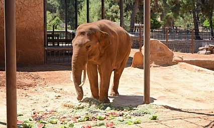 Şahin'den CHP'li Başarır'a yalanlama