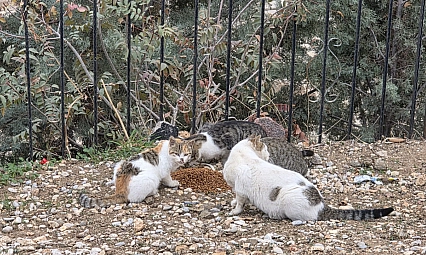 Sahipsiz kedilere mama bırakıldı
