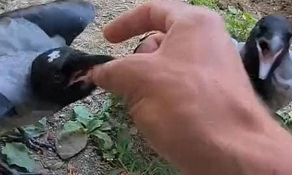 Şefkatle büyüttüğü kargalar onu kapıda karşılıyor