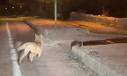 Şehre inen kurdu otomobiliyle kovaladı