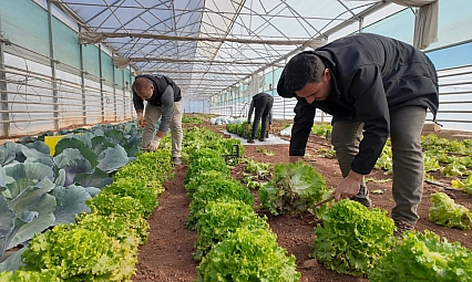 Seralarda kışlık sebze hasadı başladı