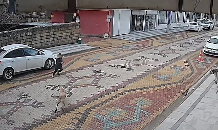 Sokak köpeklerinin saldırdığı çocuğu esnaf kurtardı